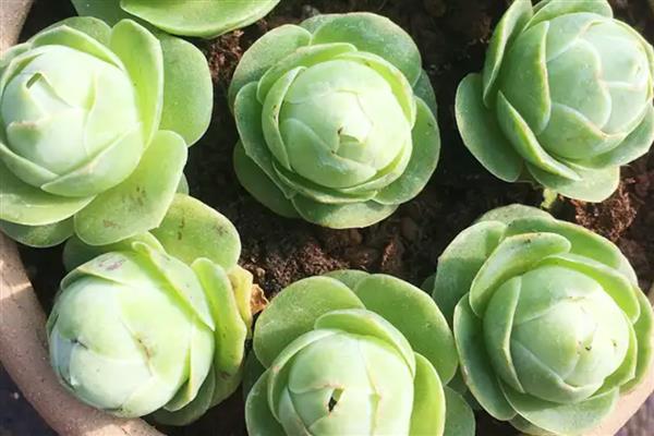 如何繁殖鸡蛋玫瑰多肉，以下三种方式都可以选择