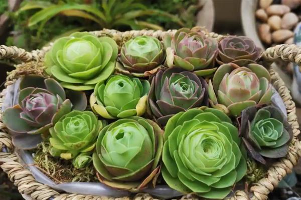 如何繁殖鸡蛋玫瑰多肉，以下三种方式都可以选择