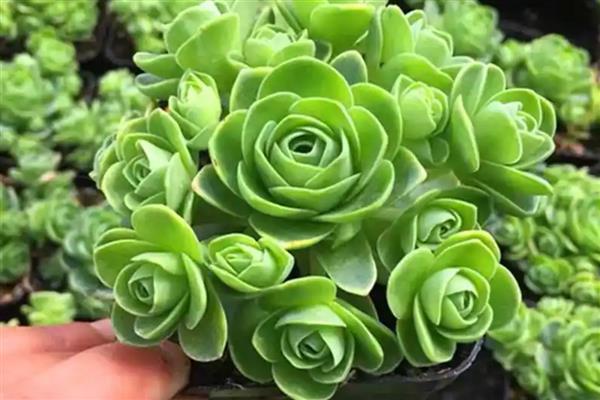 如何繁殖鸡蛋玫瑰多肉，以下三种方式都可以选择