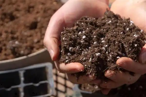 秋季怎么养黑法师，每隔2-3天给植株浇水一次