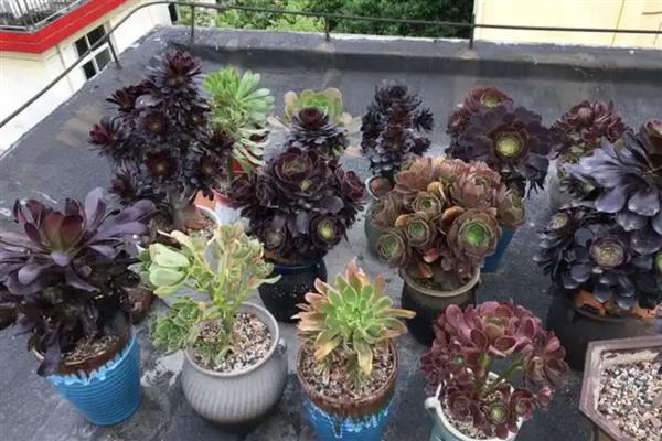 秋季怎么养黑法师，每隔2-3天给植株浇水一次