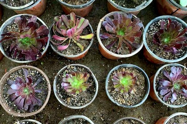 秋季怎么养黑法师，每隔2-3天给植株浇水一次