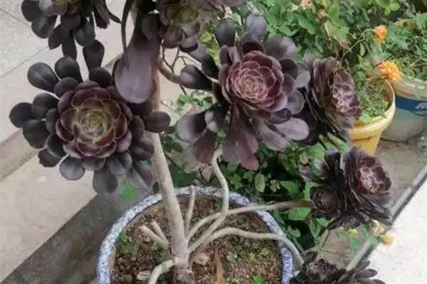 秋季怎么养黑法师，每隔2-3天给植株浇水一次