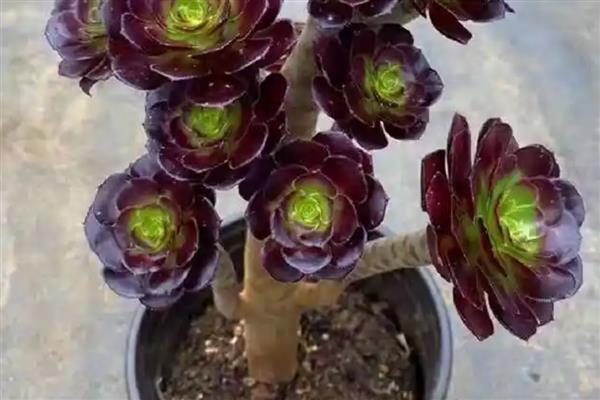 秋季怎么养黑法师，每隔2-3天给植株浇水一次