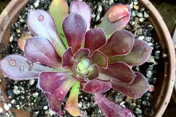 秋季怎么养黑法师，每隔2-3天给植株浇水一次