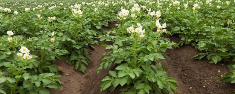 土豆秧太旺盛如何处理，可以剪除密集的叶片