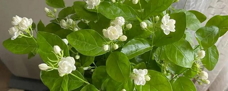 盆栽茉莉花怎么家养，适宜生长在湿润的环境中