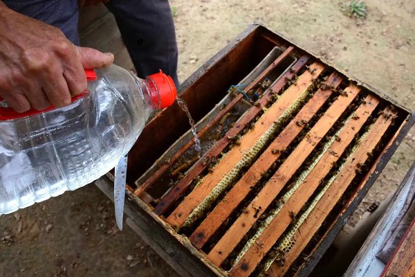 冬季饲喂蜜蜂的技巧，饲料一般多为白砂糖