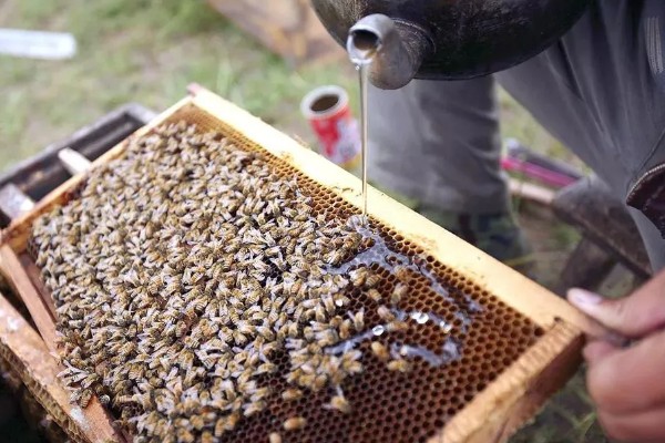 冬季饲喂蜜蜂的技巧，饲料一般多为白砂糖