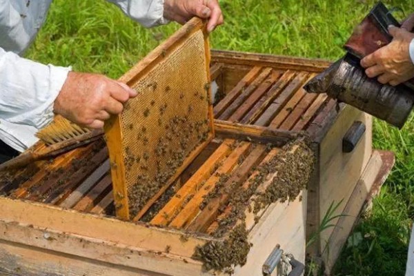 冬季饲喂蜜蜂的技巧，饲料一般多为白砂糖