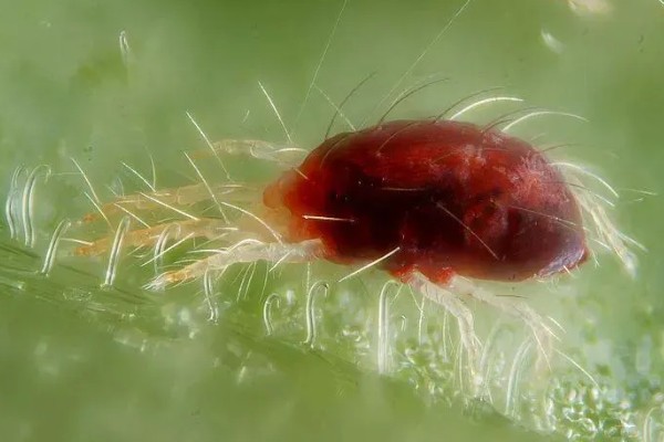 棉花棉叶螨有什么危害,使叶片出现黄白或黄褐斑点