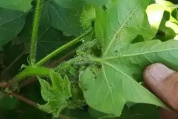 棉花棉叶螨有什么危害,使叶片出现黄白或黄褐斑点