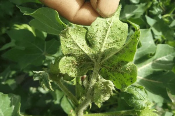 棉花棉叶螨有什么危害,使叶片出现黄白或黄褐斑点