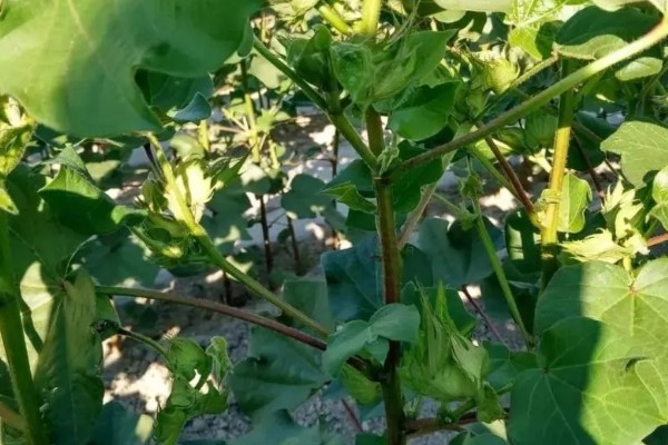 棉花棉叶螨有什么危害,使叶片出现黄白或黄褐斑点