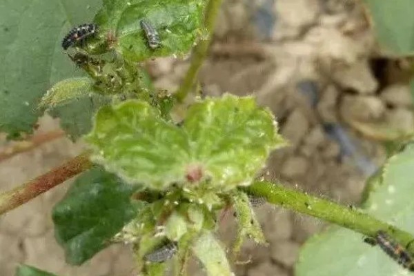 棉花棉叶螨有什么危害,使叶片出现黄白或黄褐斑点