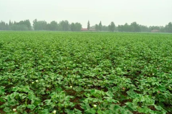 棉花棉叶螨有什么危害,使叶片出现黄白或黄褐斑点