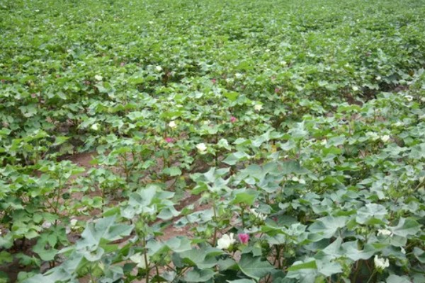 棉花棉叶螨有什么危害,使叶片出现黄白或黄褐斑点