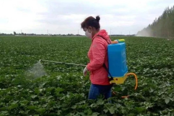 棉花棉叶螨有什么危害,使叶片出现黄白或黄褐斑点