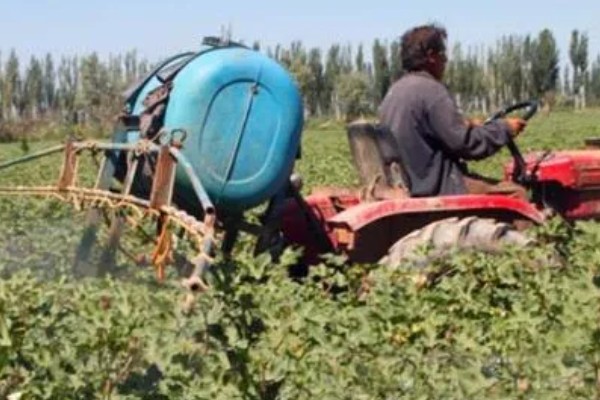 棉花棉叶螨有什么危害,使叶片出现黄白或黄褐斑点