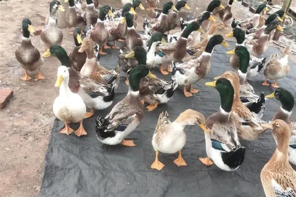 鸭子为什么拉白稀粪，常见环境潮湿、卫生差等原因