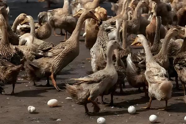 鸭子为什么拉白稀粪，常见环境潮湿、卫生差等原因
