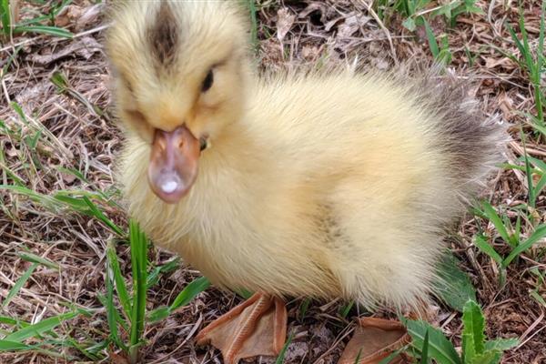 鸭子为什么拉白稀粪，常见环境潮湿、卫生差等原因