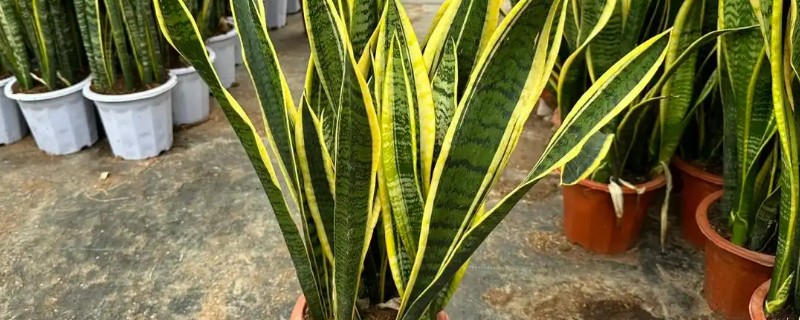 如何养殖虎皮兰，幼苗长到10厘米要摘心打顶