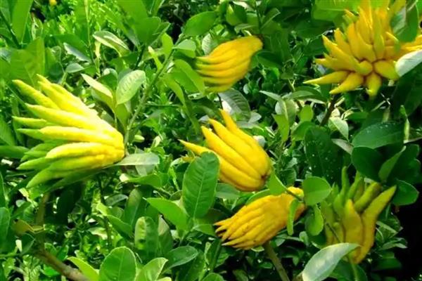 冬天佛手会冻死吗，可能会被冻死