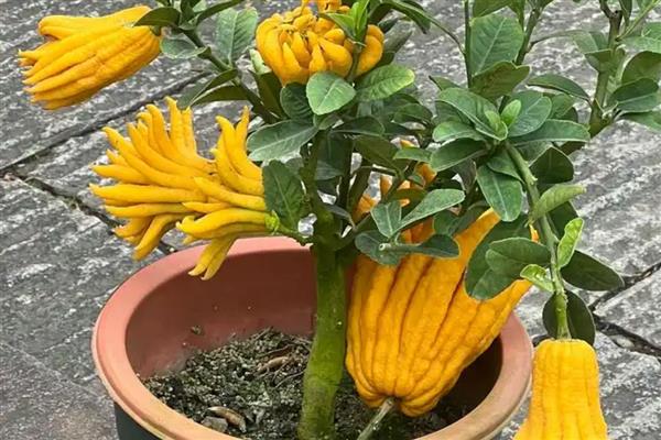 冬天佛手会冻死吗，可能会被冻死