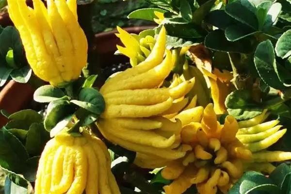 冬天佛手会冻死吗，可能会被冻死