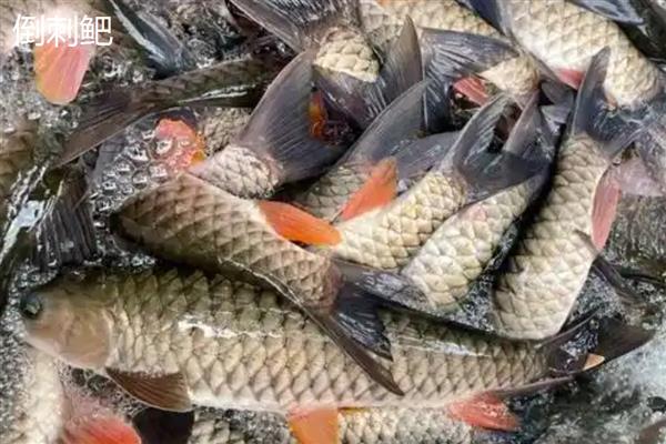 倒刺鲃与草鱼有什么区别，前者属于倒刺鲃属、后者属于草鱼属