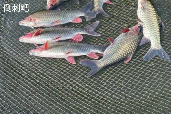 倒刺鲃与草鱼有什么区别，前者属于倒刺鲃属、后者属于草鱼属