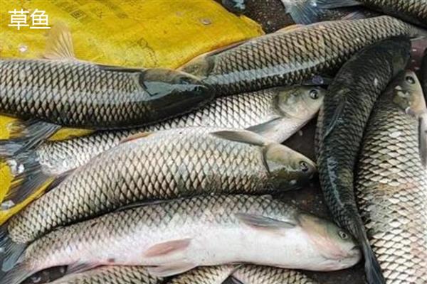 倒刺鲃与草鱼有什么区别，前者属于倒刺鲃属、后者属于草鱼属