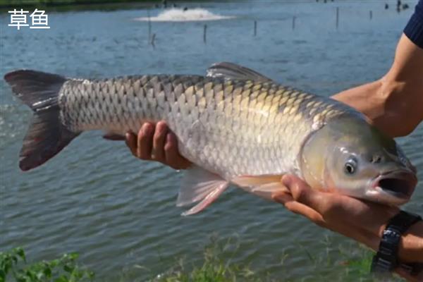 倒刺鲃与草鱼有什么区别，前者属于倒刺鲃属、后者属于草鱼属