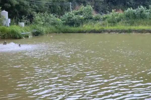 倒刺鲃与草鱼有什么区别，前者属于倒刺鲃属、后者属于草鱼属