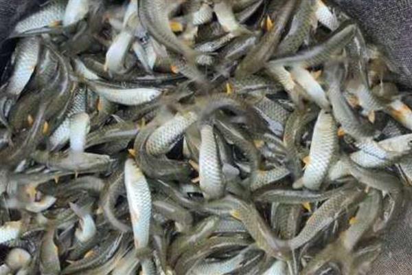 倒刺鲃与草鱼有什么区别，前者属于倒刺鲃属、后者属于草鱼属