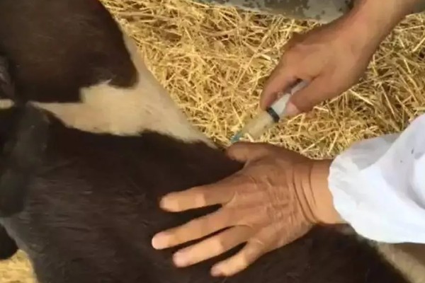 母牛流产了还能不能养,还能养