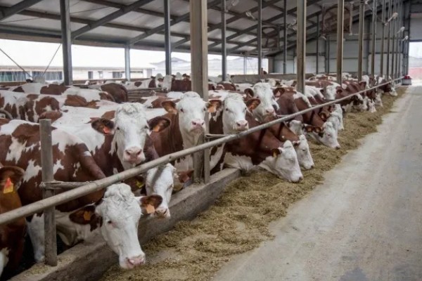 母牛流产了还能不能养,还能养