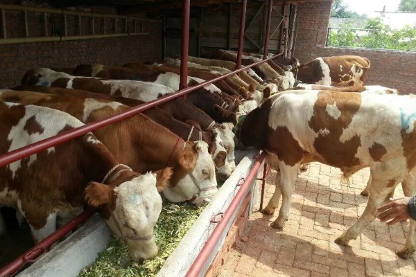 母牛流产了还能不能养,还能养