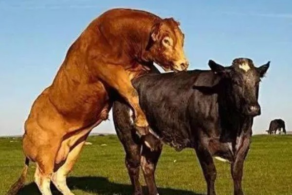 母牛流产了还能不能养,还能养