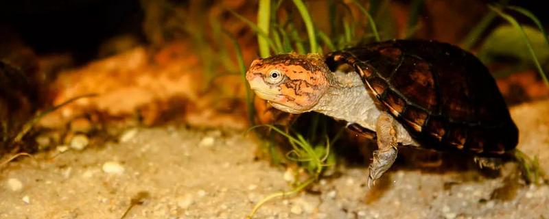 红面蛋龟要不要24小时接受光照，每天晒太阳2-3小时即可