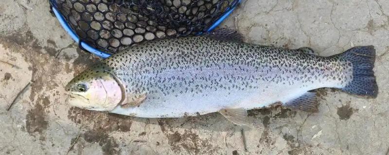 钓鳟鱼用什么鱼饵，推荐真饵或拟饵