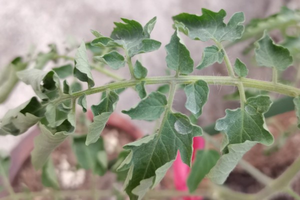 番茄卷叶的原因，分生理卷叶和病毒性卷叶