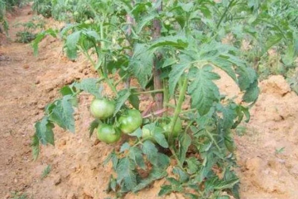 番茄卷叶的原因，分生理卷叶和病毒性卷叶