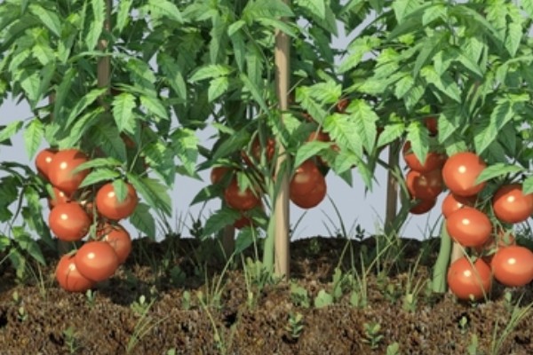 番茄卷叶的原因，分生理卷叶和病毒性卷叶