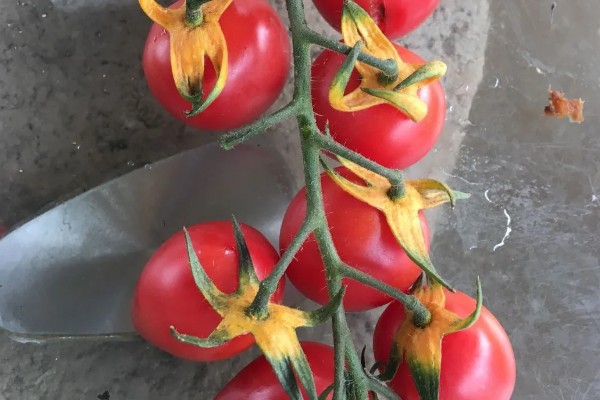 番茄卷叶的原因，分生理卷叶和病毒性卷叶