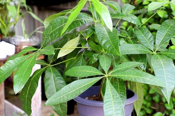 发财树好不好养,控制好温度和湿度便很好养