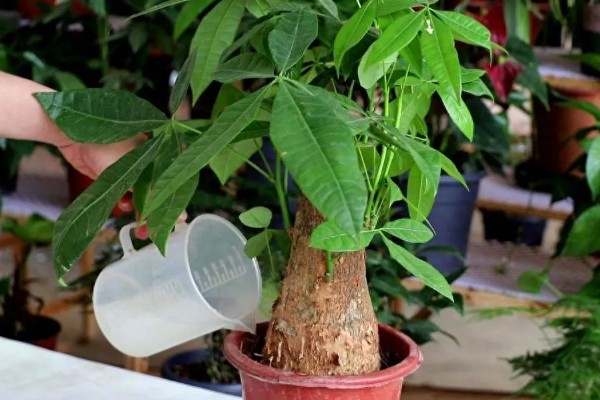 发财树好不好养,控制好温度和湿度便很好养