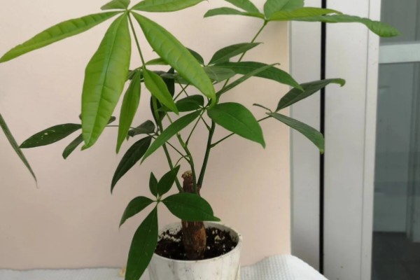 发财树好不好养,控制好温度和湿度便很好养