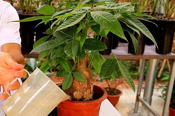 发财树好不好养,控制好温度和湿度便很好养